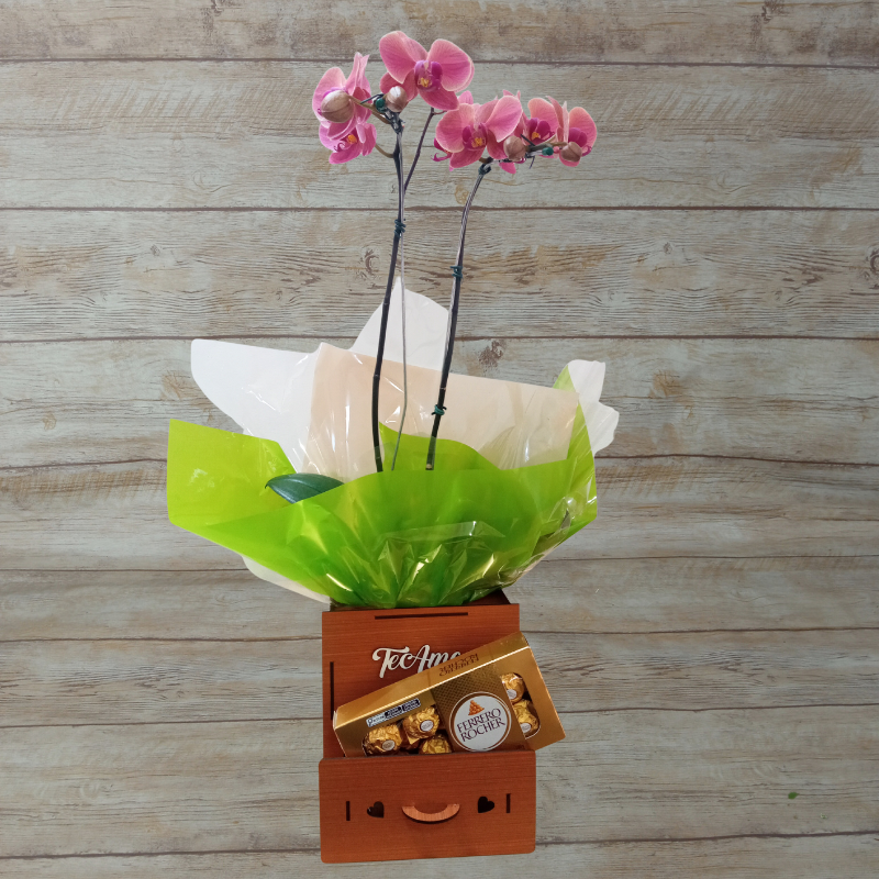 Orquídea Phalaenopsis 2 Hastes Pote 15 - Cor Variada + Chocolate